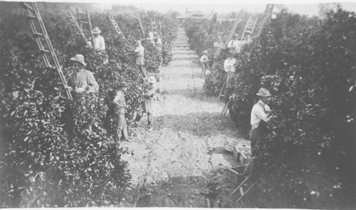 Pierce Ranch orange orchard with pickers on ladders, ca. 1915-1920