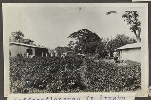 Coffe plantation in Arusha, Tanzania