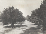 [Orchard, Mulholland] (2 views)