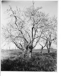 Plum tree O-16, "Blood X,"Earliest Elephant Heart in bloom at Gold Ridge Experiment Farm, March 11, 1929