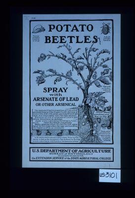 Potato beetles. Spray with arsenate of lead or other arsenical