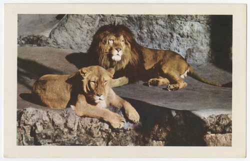 Animal color series from the San Diego Zoo. African lion and lioness