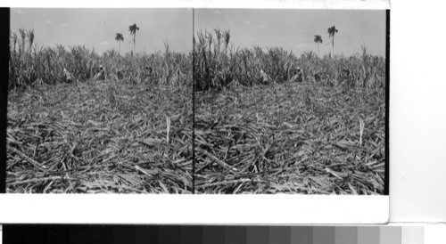 Cuba - Province of Camaguey - Vanero: Harvest on a sugar plantation in the rich lands in the south-central part of the city of Camaguey and about the same distance from Central Vertientes (the Vertientes sugar mill). This crop will go to that "central" for processing - Central Vertientes, American owned and operated, is probably the largest of all Cuba's 161 "centrals". Cuban sugar fields are seldom if ever burned over to strip the leaves from the cane stalks before cutting. Much of the harvest occurs during the very dry season of Cuba when brisk winds blow which could quickly send the flames out of control. so the cutters have a double job--first cut the entire stalk, then strip the leaves which fall to the ground, tossing the cane to one side where the sugar carts will later gather it up for the first stage of its journey to the central. the carts go to a near by railroad transfer station where their contents is scooped up by a machine crane and loaded into open freight cars which shortly take the crop on to the central for processing