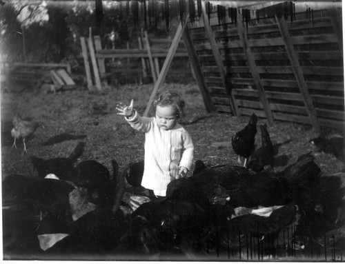 Unidentified Baby Feeding Chickens, Tulare County, Calif