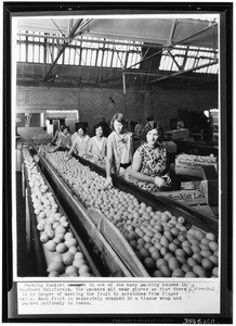 Employees packing Sunkist lemons, ca.1925