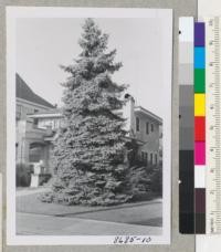 A fine Colorado blue spruce on lawn in Napa, California. Metcalf. Feb. 1953