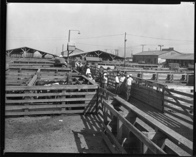 Cattle Trade - Stockton: Stock yards, view of men and cattle
