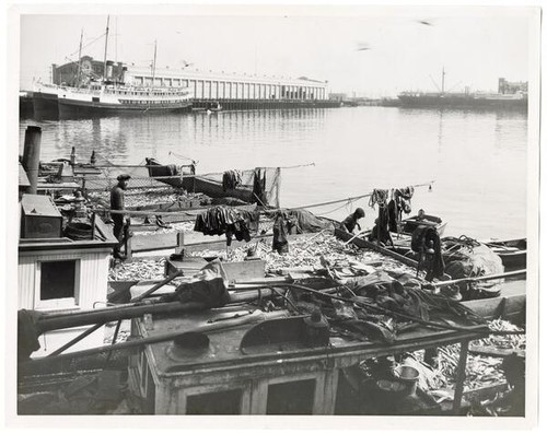 Chinese fishermen with a sardine catch, East San Pedro, Los Angeles Harbor