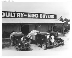 F.J. Pool and Son Hay, Grain, Feed, Poultry and Egg Buyers