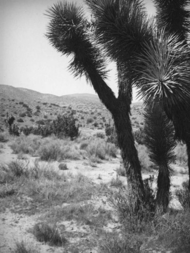 Joshua tree in the Mojave Desert
