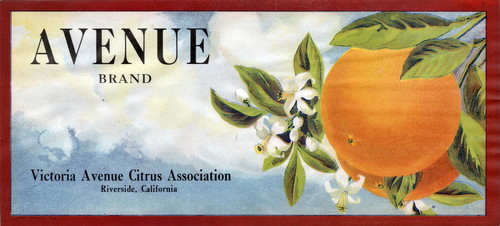 Crate label, "Avenue Brand." Victoria Avenue Citrus Assn. Riverside, Calif