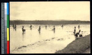 Fishing in the wetlands, Madagascar, ca.1920-1940