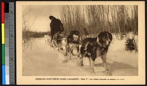 Man leading a dogsled through a snowy forest, Canada, ca.1920-1940