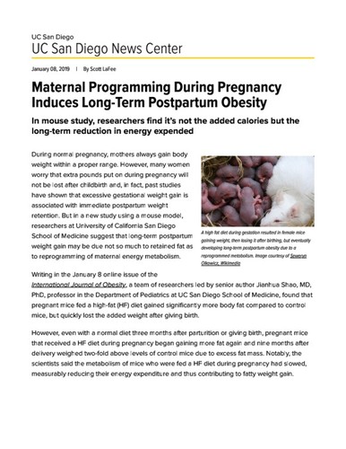 Maternal Programming During Pregnancy Induces Long-Term Postpartum Obesity
