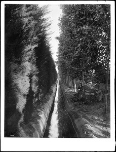 Irrigation ditch in the Imperial Valley (or Covina?), ca.1910-1920