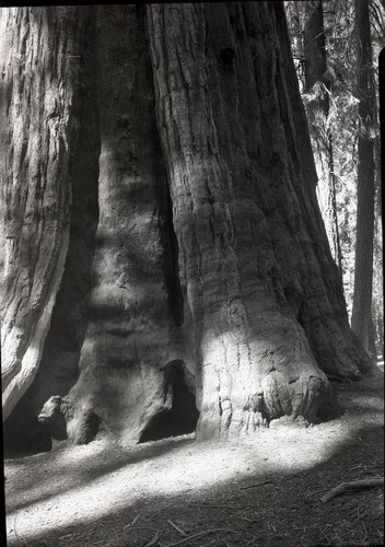 General Sherman Tree, Old photos of base area