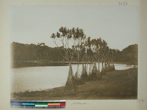 East coast landscape, Madagascar, 1901