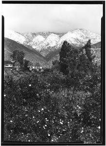 Orange groves with snowcapped mountains, showing taller trees near houses in Monrovia, January, 1930