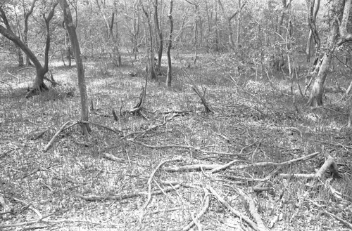 Scattered trees, Isla de Salamanca, Colombia, 1977
