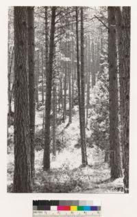B. H. Berriman Dairy Ranch, 2 miles south of Grass Valley, west of highway. 80-year-old second growth ponderosa pine stand. Site index 200. Note 3-foot rule at right. Nevada Co