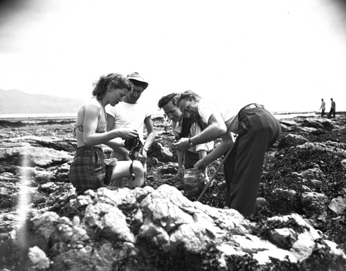 Collecting marine life on Duxbury Reef, Bolinas, Marin Co., California, 1950's