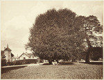 [Laurel tree], no. 302