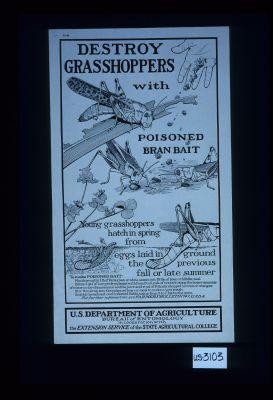 Destroy grasshoppers with poisoned bran bait. Young grasshoppers hatch in spring from eggs laid in ground the previous fall or late summer