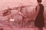 Giant rhinoceros skeleton