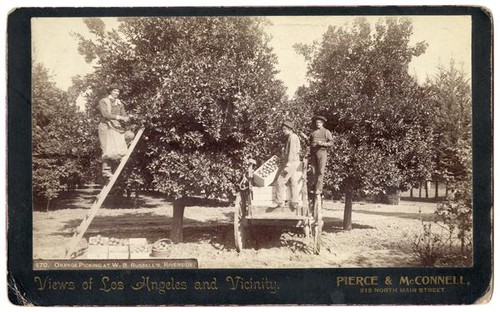 Orange picking at W.B. Russell's, Riverside