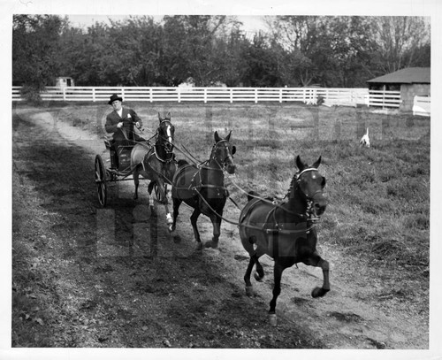Show Horses Pulling Carriage