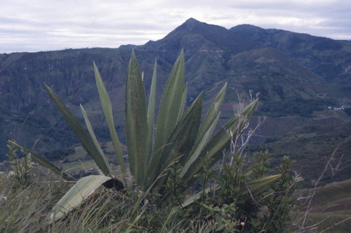 A plant and a view, Tierradentro, Colombia, 1975