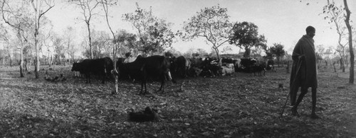 Villager and cattle, Tanzania, 1979