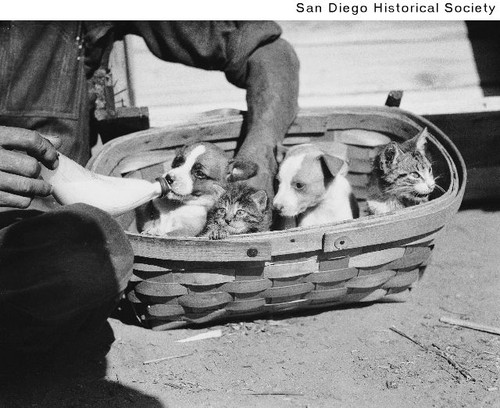 A man bottle feeding two puppies and two kittens in a basket at an animal shelter