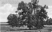 Tulare County Election Tree, Visalia, Calif., 001