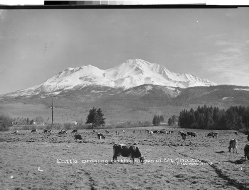 Cattle grazing on the slopes of Mt. Shasta