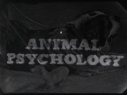 Science in Action: Animal Psychology