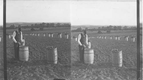 Barrels of potatoes ready for shipping, Cornwallis Valley, N.S