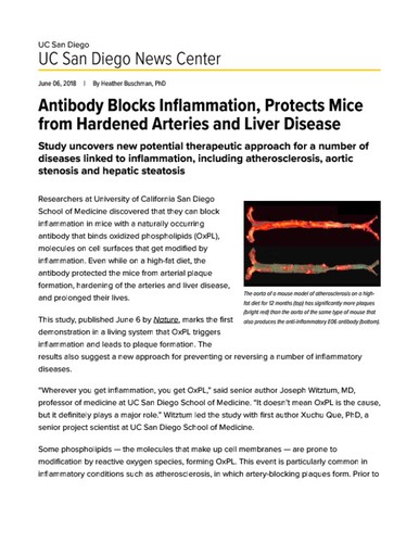 Antibody Blocks Inflammation, Protects Mice from Hardened Arteries and Liver Disease