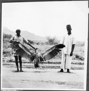 Two men presenting a killed vulture, Tanzania, ca.1927-1938