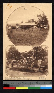 Two images of cows and a cart, Congo, ca.1920-1940
