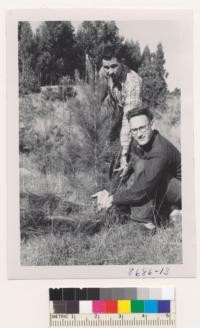 Crouch Christmas tree plantation, Monterey County. A turn-up Monterey pine. Four branches pruned off and small shoots from dormant buds. Metcalf. Feb. 1953