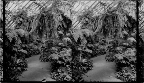 Fernery, Lincoln Park, Chicago, Ill