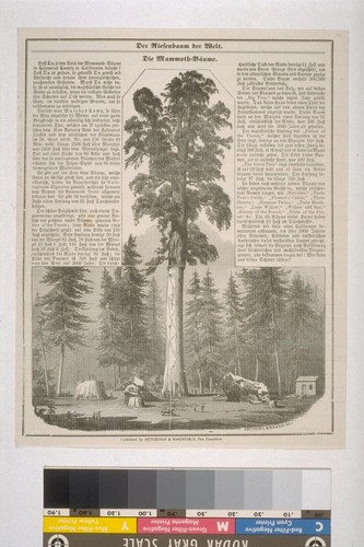 Der Riesenbaum der Welt