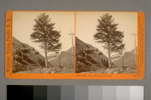 1,000 Mile Tree, Weber Canyon [Utah]. Watkins' Union Pacific Railroad