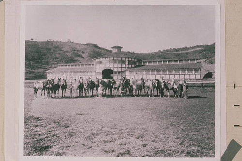 Horses lined up in front of the main stables at Will Rogers Ranch, Rustic Canyon with Jim Rogers, far right and Will Jr., middle