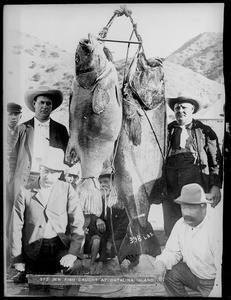 Men posing with Jew fish caught at Catalina Island, ca.1910