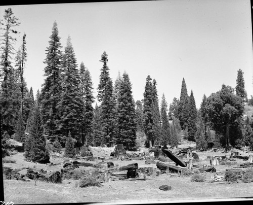 Giant Sequoia Stumps, Logging, Miscellaneous Meadows, Stump Meadow