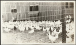 [Chicken farm] (4 views)