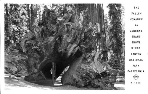 The Fallen Monarch in General Grant Grove Kings Canyon National Park California