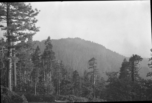 Misc. Mountains, Mixed Coniferous Forest Plant Community, Redwood Mountain Grove